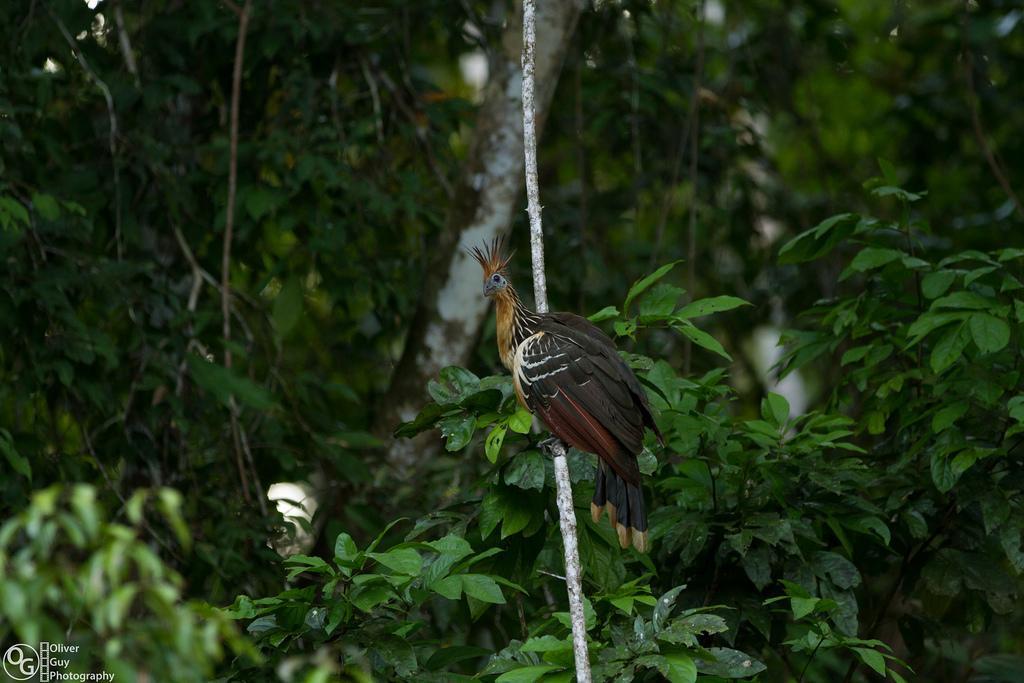 Puerto Montufar Jamu Lodge מראה חיצוני תמונה